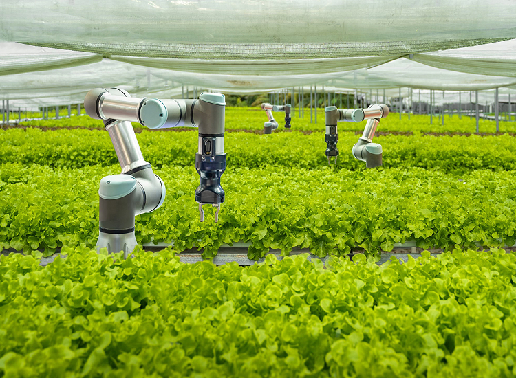 Decorative. Robotic arms tending rows of leafy green crops inside a greenhouse.