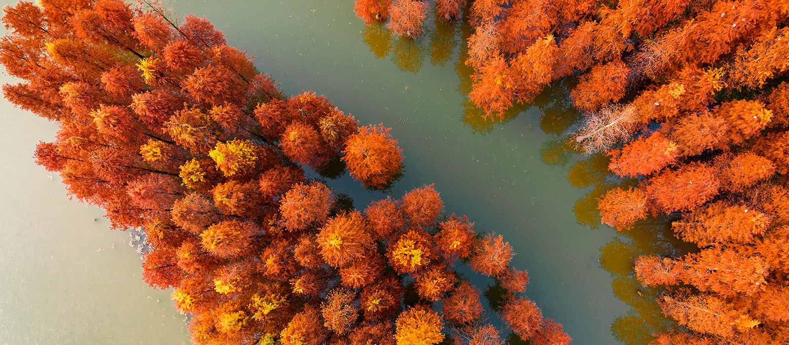Decorative. Aerial view of orange autumn trees partially submerged in water.